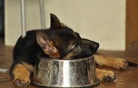 Сенсорні причини поведінки