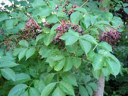 Spirit Message Of The Day Creative Renewal Cycle Simple Nutrition Elderberry Chinese Medicinal Herbs