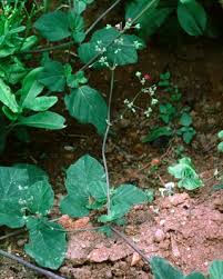 Image result for Boerhavia diffusa