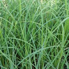 Image result for Carex angolensis