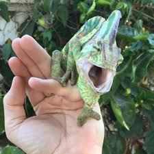This will apply in over 90% of all cases; Veiled Chameleon Care Chameleon Academy