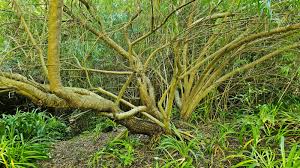 Image result for Freylinia