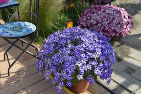 Senetti® Blue Bicolor Pericallis Plant - Growjoy