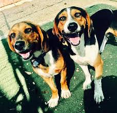 See all puppies for sale. San Diego Ca Beagle Meet Jimmy Hendrix A Pet For Adoption