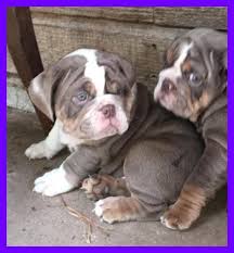 Looking for an english bulldog breeder in texas? Akc English Bulldog Lilac Tri George For Sale In Houston Texas Classified Americanlisted Com