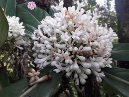 Image result for Gaertnera