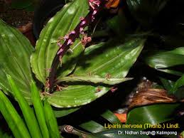 Image result for Liparis nervosa