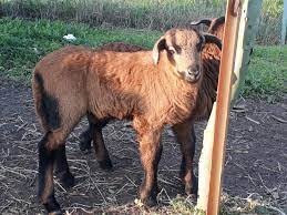 Wir haben ein 11 monate alten barbados zuchtbock zu. Barbados Black Belly Schaf Foren Org