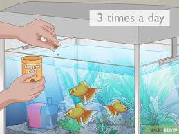 What to feed your fish, fish care? 3 Ways To Feed Goldfish Wikihow