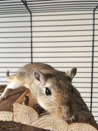 Agouti Gerbil Tiere Maus