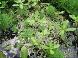 Image result for Submerged Floating Plants