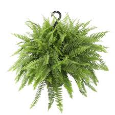 May reach 18 to 24 inches tall although. Costa Farms Live Indoor 20in Tall Green Boston Fern Shade Plant In 10in Hanging Basket Walmart Com Walmart Com