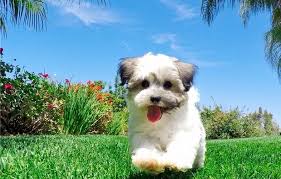 Come meet nova, the gorgeous havanese puppy, today! Havanese Puppies For Sale Houston Tx 178964 Petzlover