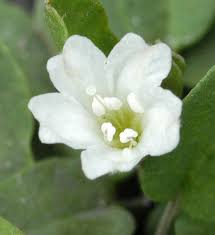 Image result for Falkia