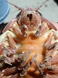 In fact, giant isopods in captivity have been known to survive up to five years without a single meal. Underwater Hunger Artist Giant Isopod Fasts For 4 Years The Two Way Npr