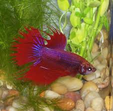 You got a sick betta fish huh? How To Deal With The Top Betta Fish Diseases