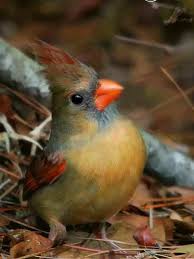 Gray Birds That Look Like Cardinals Pin By Sandy Gray On Cardinals Pretty Birds Backyard Birds Beautiful Birds