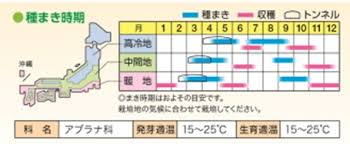 だいこん アブラナ科 ニチノウのタネ