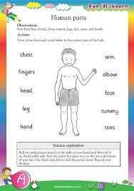 Human Parts Hkg Worksheets Human Body Worksheets Science Worksheets Kindergarten Science