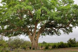 Image result for Ficus sycomorus