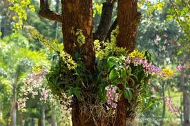 Butuh pekerjaan yang cocok dengan minat anda sebagai pecinta lingkungan? Simbiosis Pengertian Dan Jenis Jenis Simbiosis