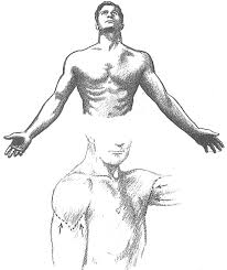 From shoulders on, we will start to draw arms and its muscles components. How To Draw The Human Torso And Chest Body Figure Drawing Tutorial How To Draw Step By Step Drawing Tutorials