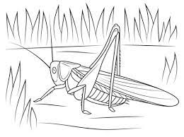 Coloring and activity books for all ages: Pin On ×¤×™× ×•×§×™×•