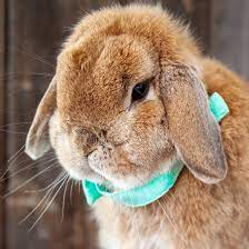 Ohio Holland Lops Hook S Hollands Bunny Care Information