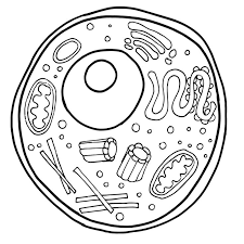 We did not find results for: Black And White Plant Cell Clip Art Usually It S The Double Exposure Photographers That Try To Combine Animals And Their Surroundings Amarelogiallo