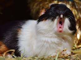Image result for Yawning