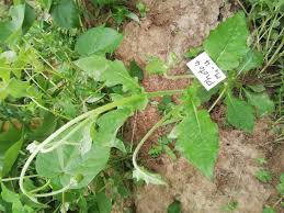 Image result for Crassocephalum rubens