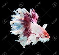 Facebook twitter dribbble email protected +66878047068 +66840011337. Betta Fish Siamese Fighting Fish Betta Splendens Dumbo Halfmoon Stock Photo Picture And Royalty Free Image Image 48679175