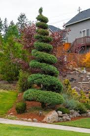 Image result for spiral cut juniper trees