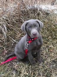 Beautiful puppies for sale mum is kc reg lab cross kg reg cocker ( cockerdor) she was covered by my beautiful kc registers charcoal/grey labrador x retriever puppies. Charcoal Silver Lab Puppies For Sale K D Silver Labs Lebanon Mo