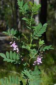 Image result for Indigofera astragalina