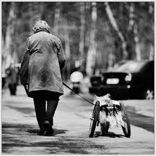 Growing Old Together Old Dogs Dogs Photo