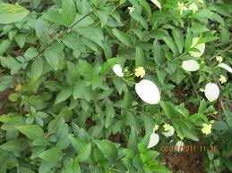 Image result for Pseudomussaenda