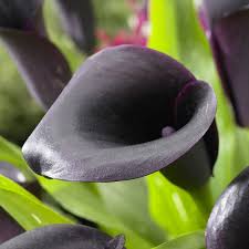 Flowers that look like calla lilies. Odessa Calla Lily Bulbs Zantedeschia High Country Gardens