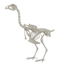 Esqueleto De Galinha Modelo 3d Turbosquid 1356858
