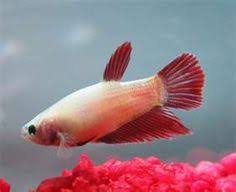 I Have One Like This Betta Betta Fish Fish