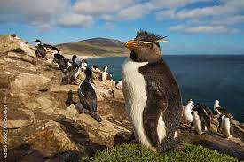 Close Up Of Southern Rockhopper Penguin Standing On The Grass, Falkland  Islands. Stock Photo | Adobe Stock