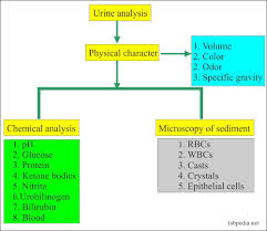 Urine Analysis Part 6 Urine Analysis Microscopic Findings And Interpretations Labpedia Net