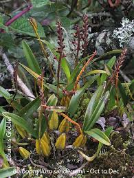 Image result for Orthochilus holubii