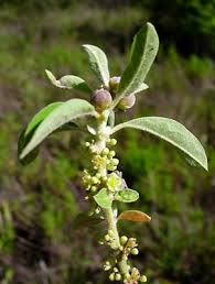 Image result for Clutia