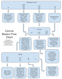 canine coat color basics what color is my dog color