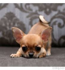They know what it's like to sit down and shake! Chihuahua For Sale In V Chihuahua For Sale In Va Chihuahua Puppies Teacup Chihuahua Puppies Cute Animals