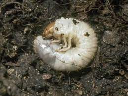 Chafer Grubs Green Man Lawn Care