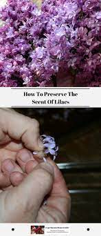 How To Preserve The Scent Of Lilacs Experimental Homesteader Lilac Scent Lilac Essential Oil Lilac Oils