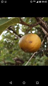 Image result for Vangueria mollis