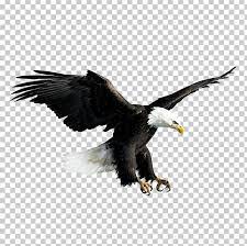 Bald Eagle Hawk Falconiformes Png Photo Background Images Hd Photoshop Digital Background Best Background Images